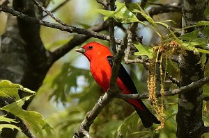 Tanager, Scarlet, 2015-05166829 Broad Meadow Brook, MA